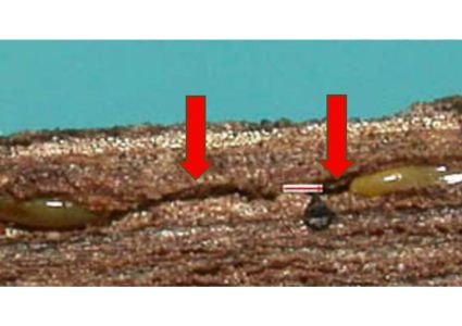 Jesenný umývací postrek proti cikáde – prečo je dôležitý? 