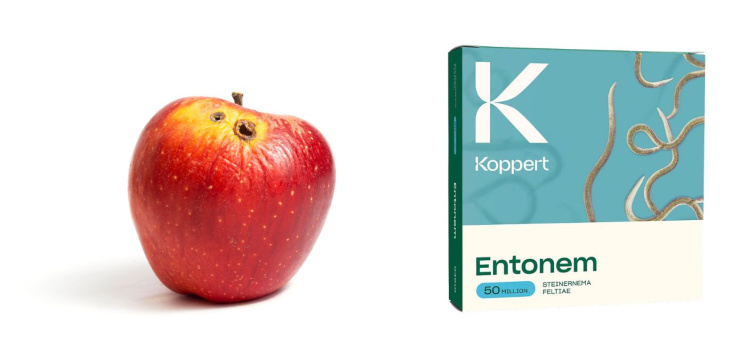 Obaľovač jablčný (Cydia pomonella)  – tichý nepriateľ v ovocných sadoch