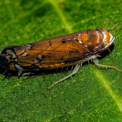 Zlaté žltnutie viniča (Flavescence dorée) – závažná hrozba pre európske vinohradníctvo