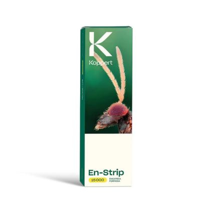 Molice – biele mušky, ktoré ničia izbové rastliny – ako sa ich zbaviť