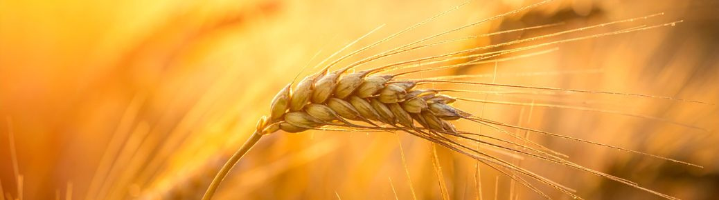 Odborný seminár: Poľná rastlinná výroba v meniacich sa podmienkach – odborné poznatky, trendy a riešenia (Salka, 10. február 2026)