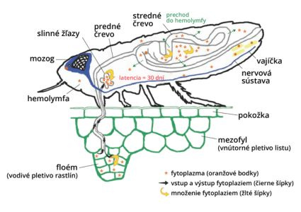 Vianoce s bioTomal – keď nákup prináša viac než radosť