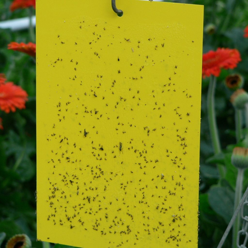 🛡️ Základ biologickej ochrany: signalizácia škodcov v skleníkoch