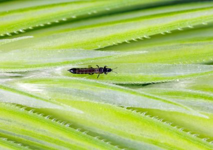 Strapky – drobní škodcovia, ktorí oslabujú izbové rastliny a šíria choroby