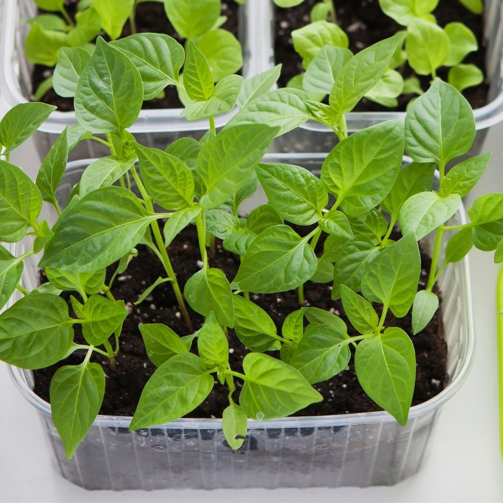 Zeleninové priesady v chladnej jari: Ako ich chrániť pred stresom?