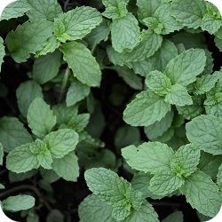 Přírodní rostlinný kolagen 30 ml