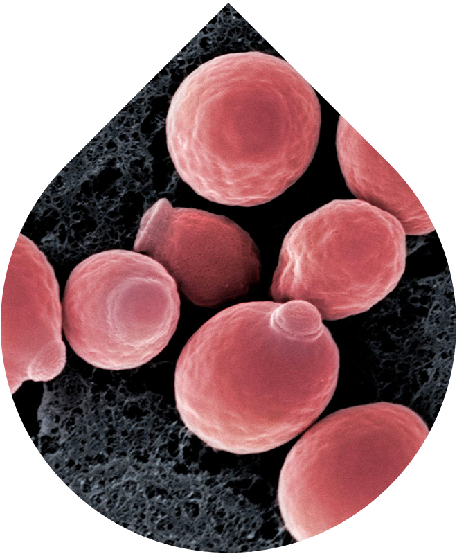 AHA Peeling mit verzögerter Freisetzung 50 ml