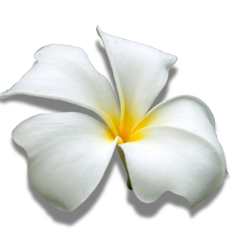 9 Grams Coffee Colombia Finca La Brisas Geisha