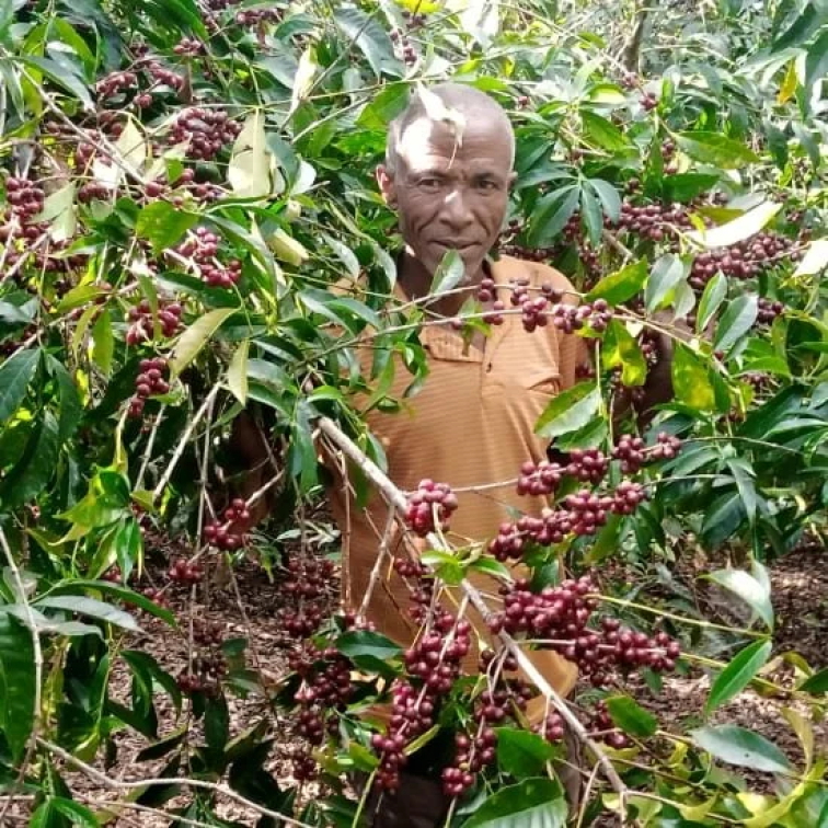 Zelená káva Ethiopia Mengeche-Derso-Beriti - 1kg