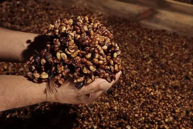 9 Grams Coffee Costa Rica Las Lajas Yellow Diamonds Honey