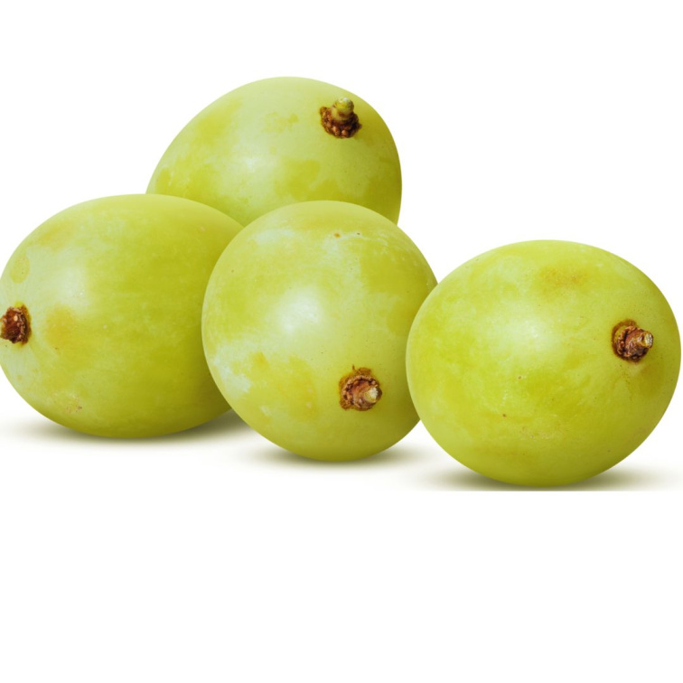 Zelená káva Ethiopia GERA washed - 1kg