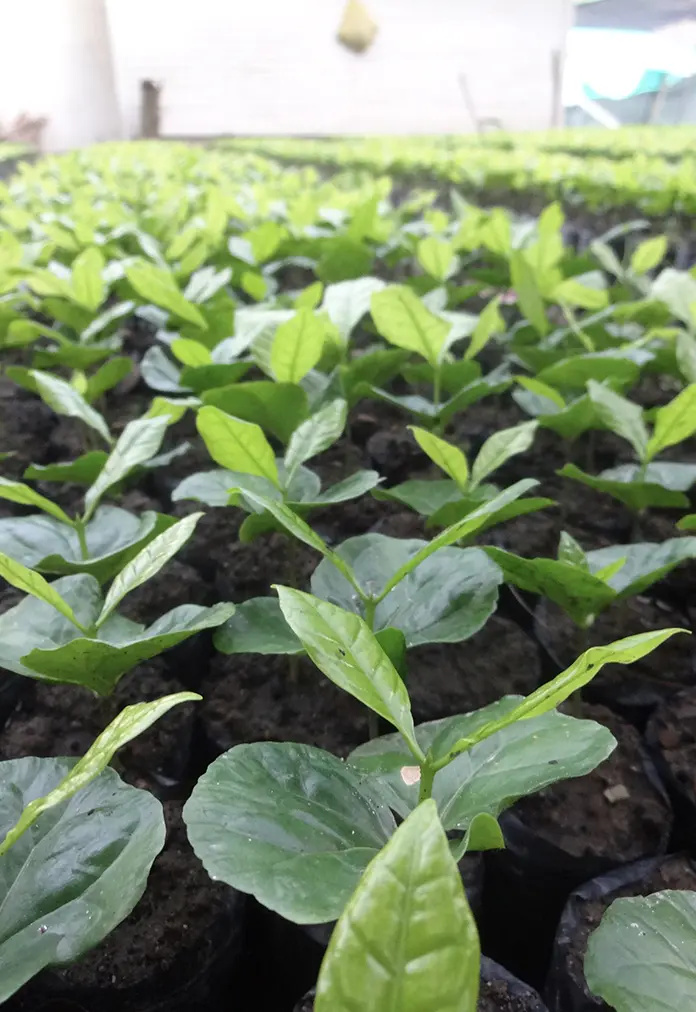 9 Grams Coffee Peru SHB EP Grade Kuelap Organic