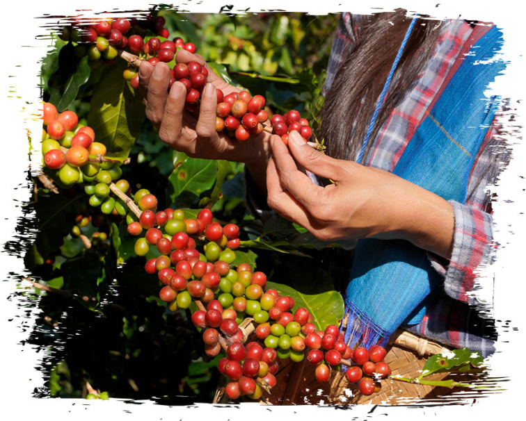 9 Grams Coffee Ethiopia SHAKISO GR2 Guji Washed