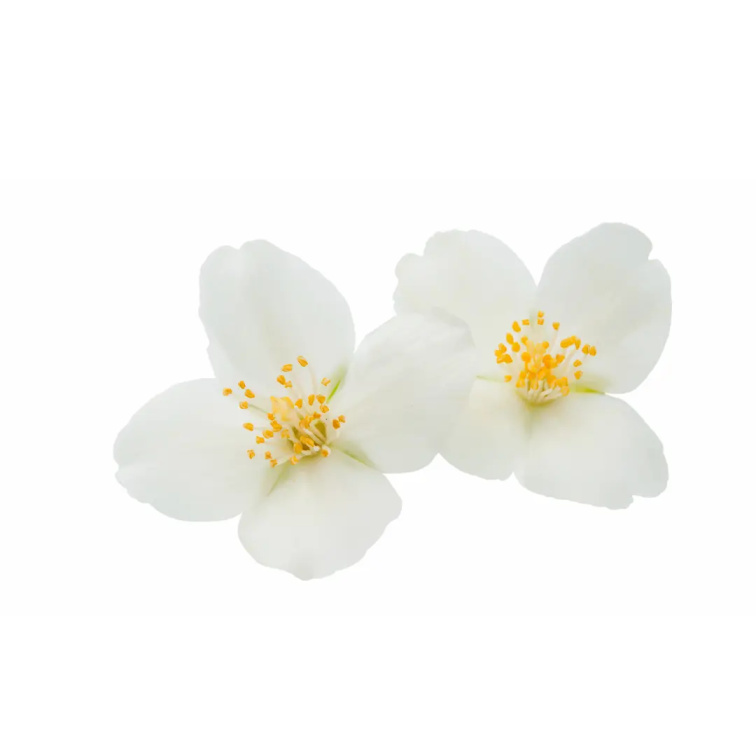 9 Grams Nicaragua Finca Santa Helena Lot Santa Isabel