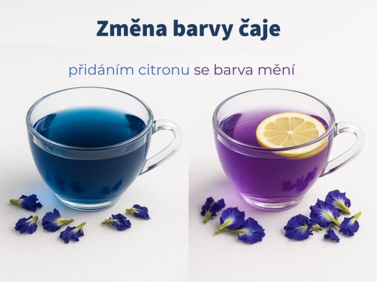 Klitorie ternatská - Modrý čaj