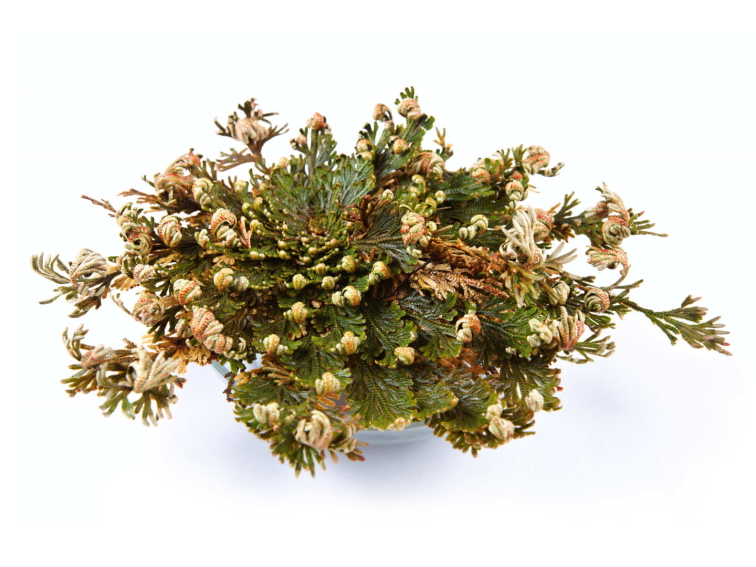 Růže z Jericha - V krabičce