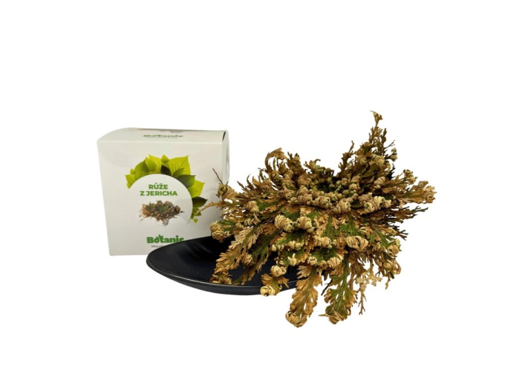 Růže z Jericha v krabičce a Miska pro Růži z Jericha černá, oválná - Výhodný balíček
