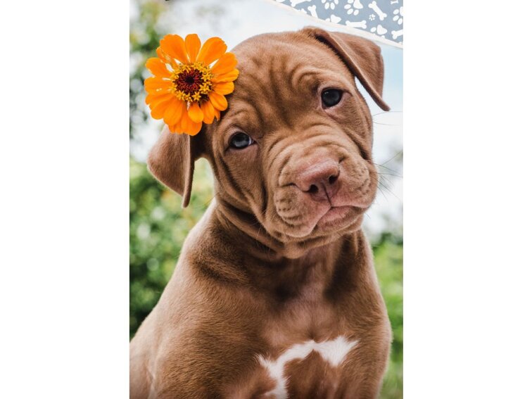 Bavlněné povlečení 140x200 + 70x90 cm - Štěňátko s květinkou