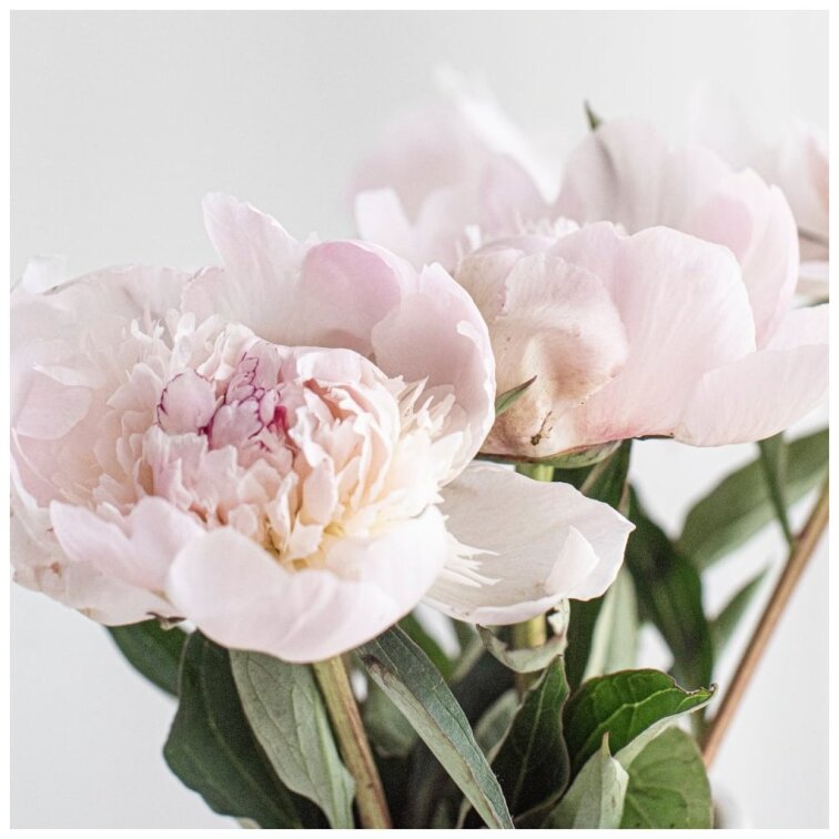 BELOVED - vyhlazující a vyživující pleťový olej