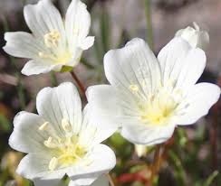 LUMINA - rozjasňující a antistresový pleťový olej