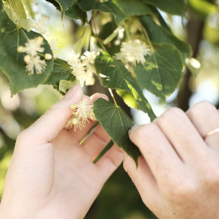 PURE LINDEN- přírodní parfém