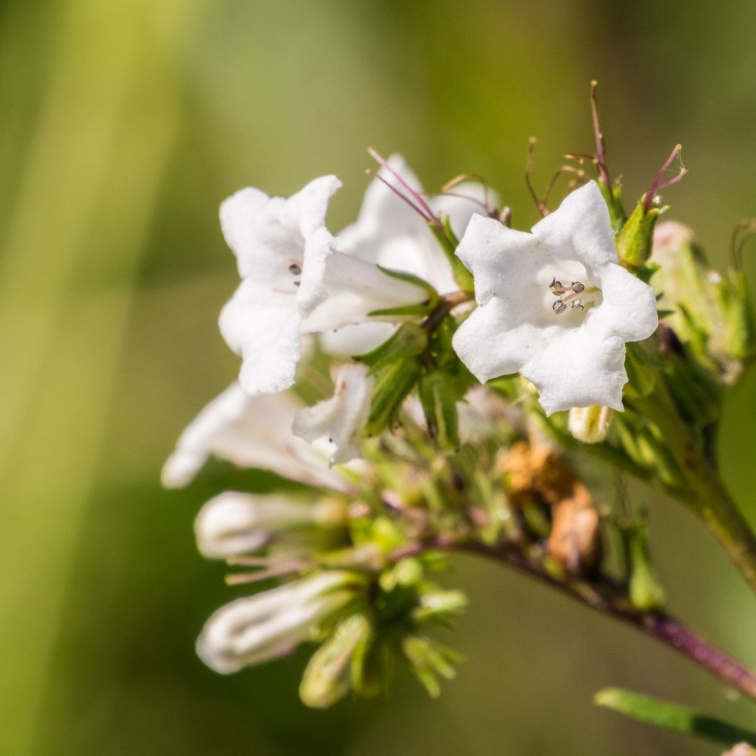BREATHE IN - Čisticí pleťový gel
