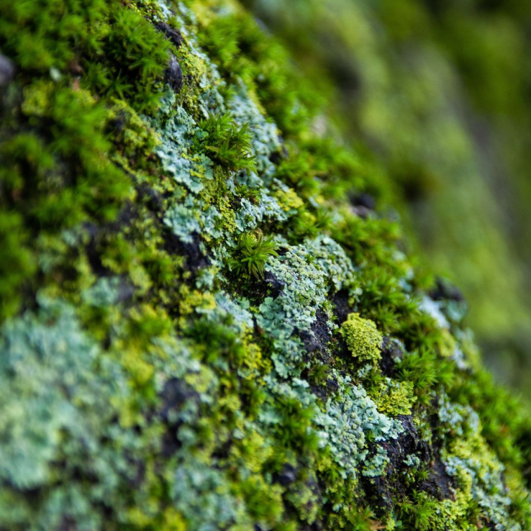 SO EARTHY - přírodní parfém