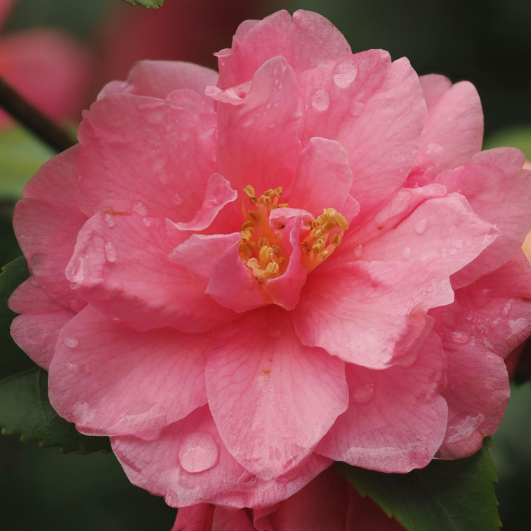 LUMINA - rozjasňující a antistresový pleťový olej