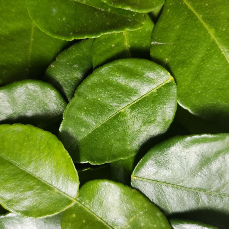 H-BOOST - oživující sérum