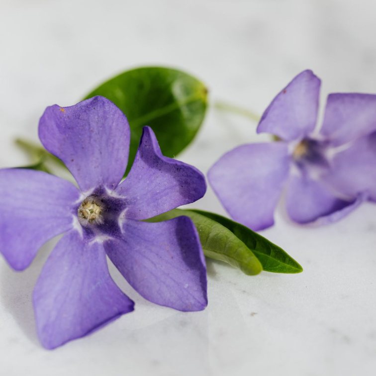 PURE LINDEN- přírodní parfém