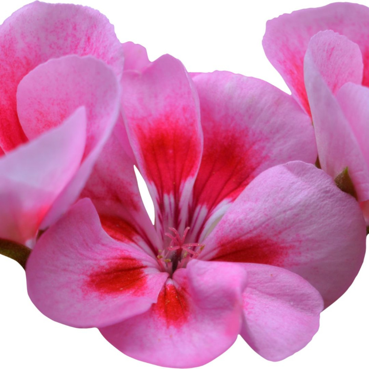 SUMMER YOU - přírodní parfém