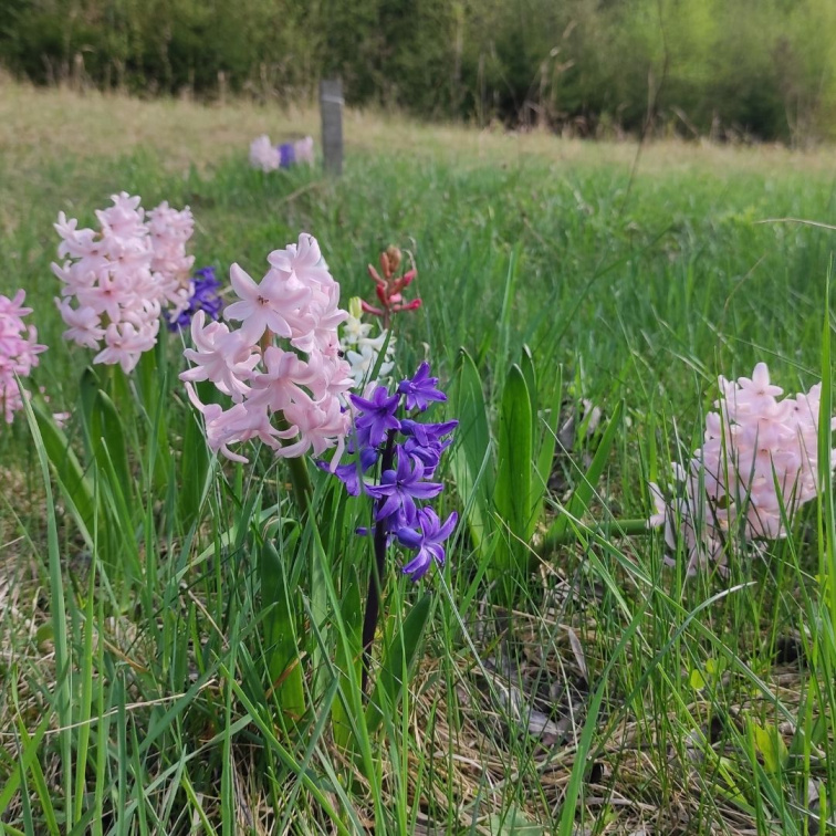 Proč je jaro vhodná doba na detox?
