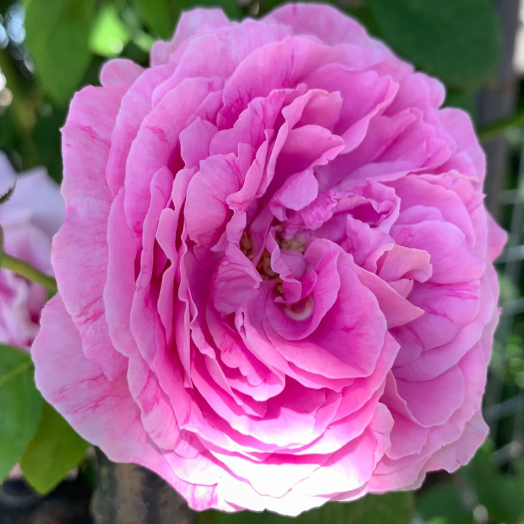 ROSE GARDEN - přírodní parfém