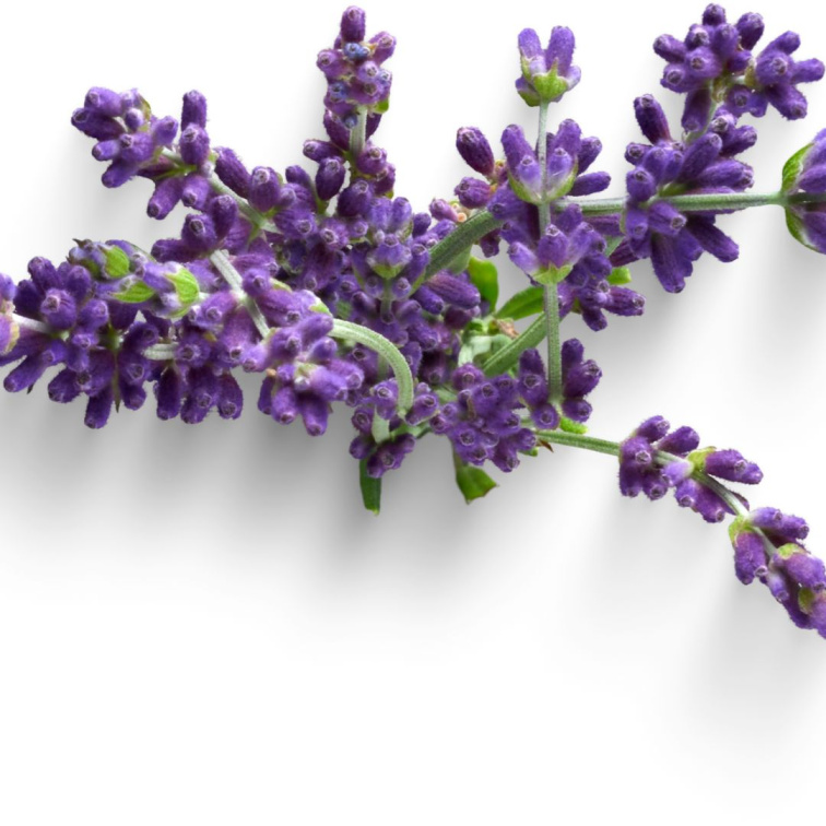 FEMME 01 - přírodní parfém