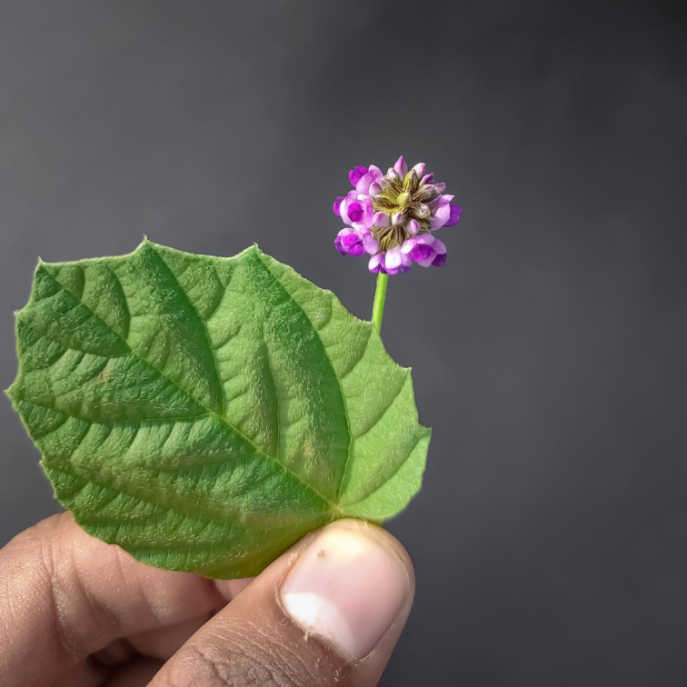 Zen - Sérum s bakuchiolem