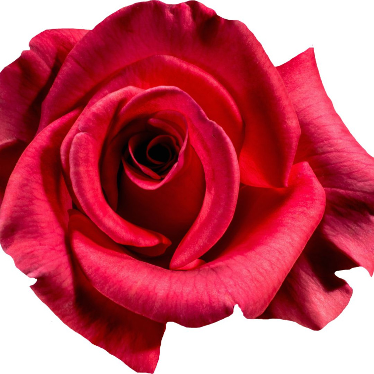 ROSE GARDEN - přírodní parfém