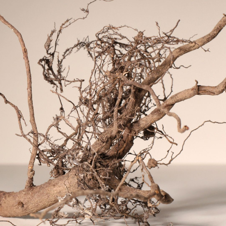 SKIN ELIXIR - omlazující a pečující pleťový olej