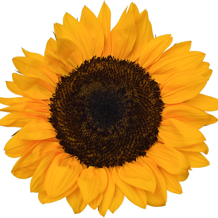 OPEN HEARTED- tělový krystalový olej