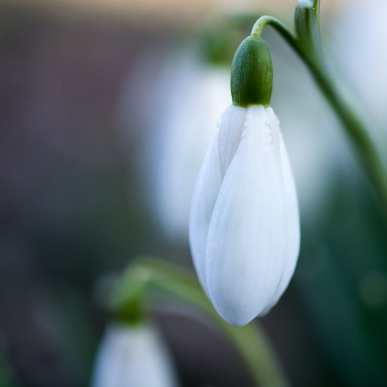 Proč je jaro vhodná doba na detox?