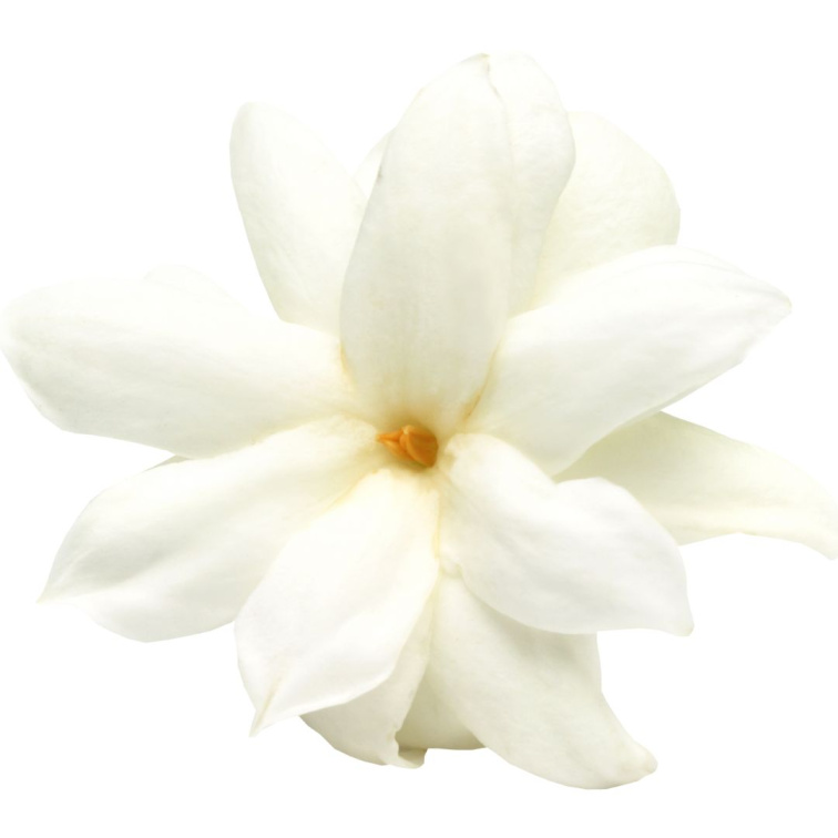 OPEN HEARTED- tělový krystalový olej