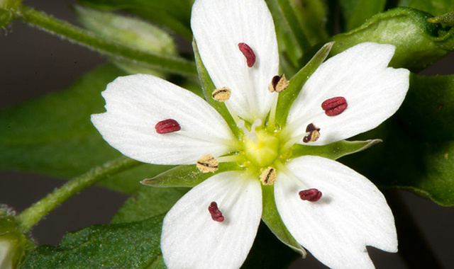 H-BOOST - oživující sérum