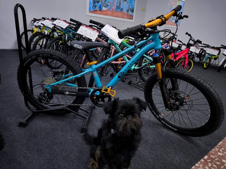 KUbikes 20S MTB Disc Tyrkys - laser Gold, 8,8kg, lehké dětské kolo