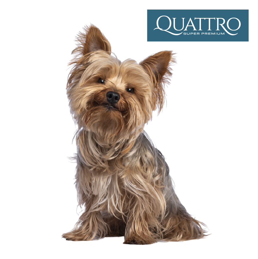 Quattro Adult Mini SB s extra jehněčím masem