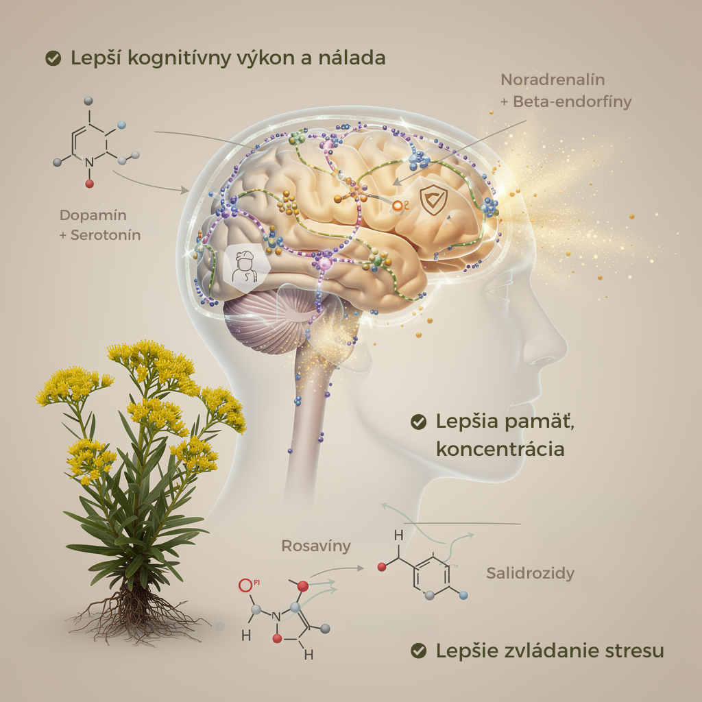 Ašvaganda, ako ju nepoznáte: Prečo môže kombinácia s rozchodnicou podporiť energiu, sústredenie a pokoj bez ospalosti? 