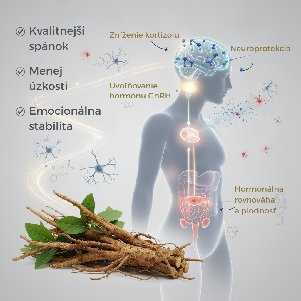 Ašvaganda, ako ju nepoznáte: Prečo môže kombinácia s rozchodnicou podporiť energiu, sústredenie a pokoj bez ospalosti? 
