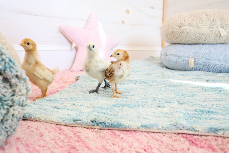 Tichý zabijak imunity vášho dieťaťa: koberec v detskej izbe!