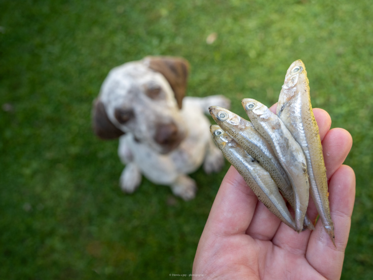 🦴 BARFuj s Mlsnými labkami 🐾 Čo je to BARF – prirodzené kŕmenie psov (ľudskou rečou)