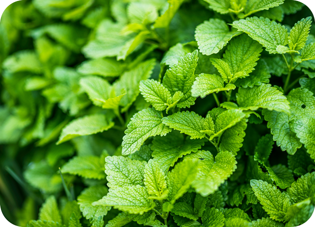 Zubní pasta - Smooth Mint