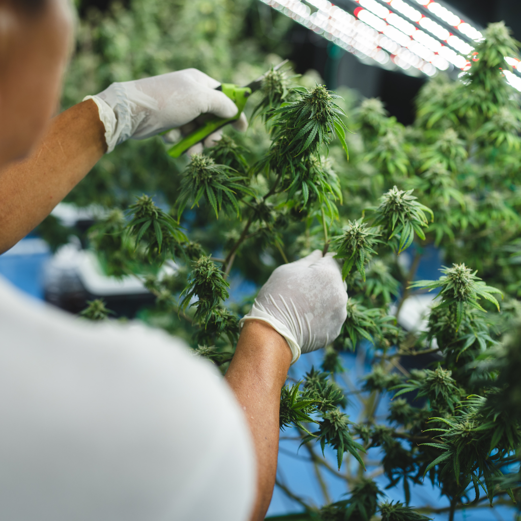 THC-X Greenz Hemp Pre Roll 99% 1g - 3+1