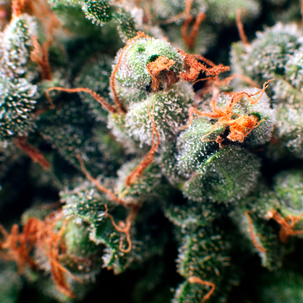 THC-X Greenz Hemp Pre Roll 99% 1g - 3+1